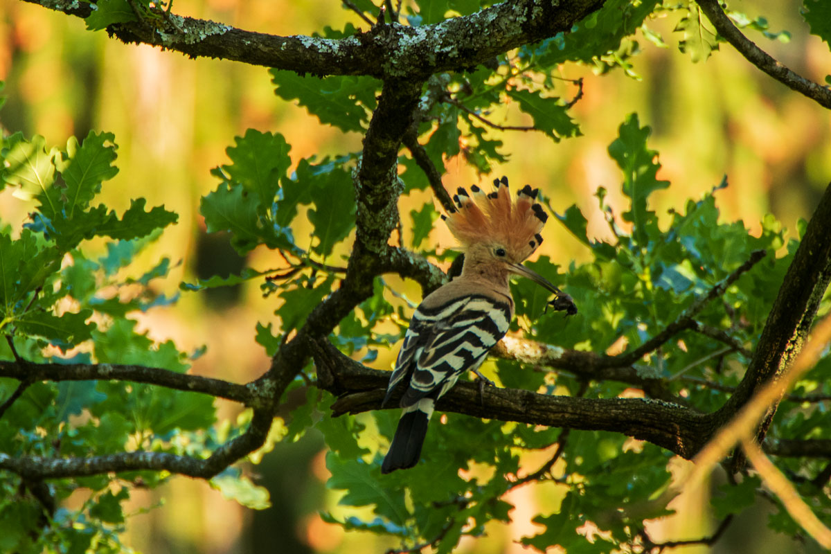 Wiedehopf (Upupa epops)