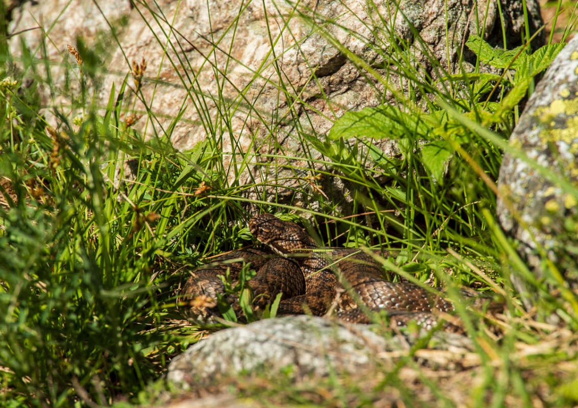 Kreuzotter (Vipera berus)