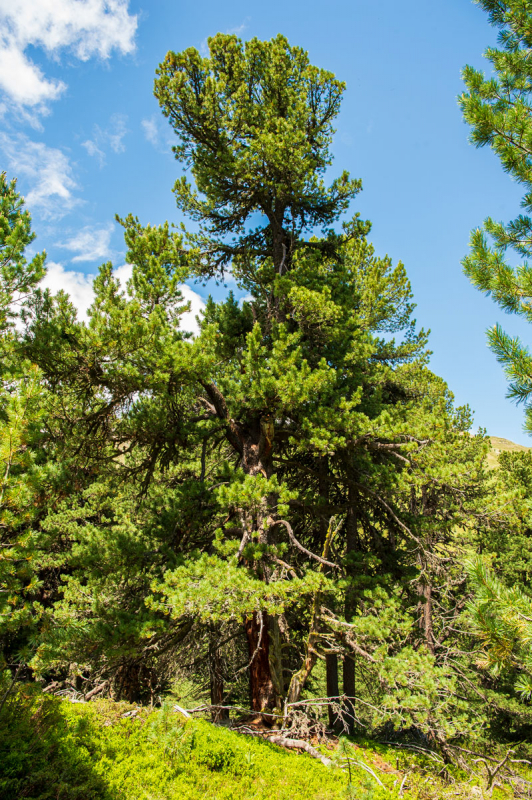 Arve im God Tamangur.