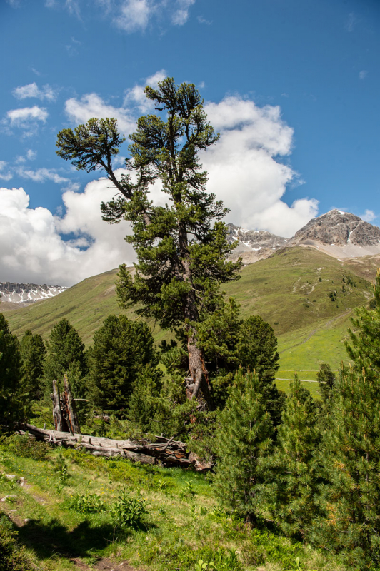 Arve im God Tamangur.