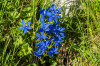 Frühlingsenzian (Genziana verna)