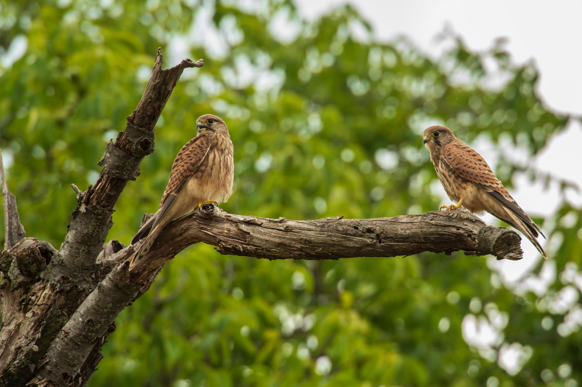 Turmfalken juv.(Falco tinnunculus)