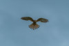 Turmfalke W. (Falco tinnunculus)