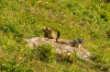 Alpenmurmeltier (Marmota marmota)