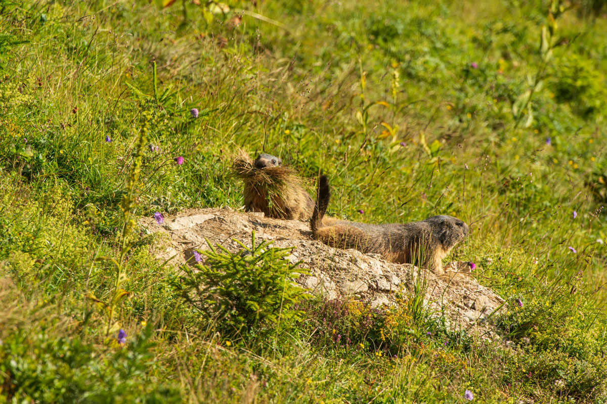 Alpenmurmeltier (Marmota marmota)