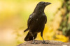 Aaskrähe (Corvus corone)