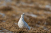 Alpenschneehuhn (Lagopus muta)