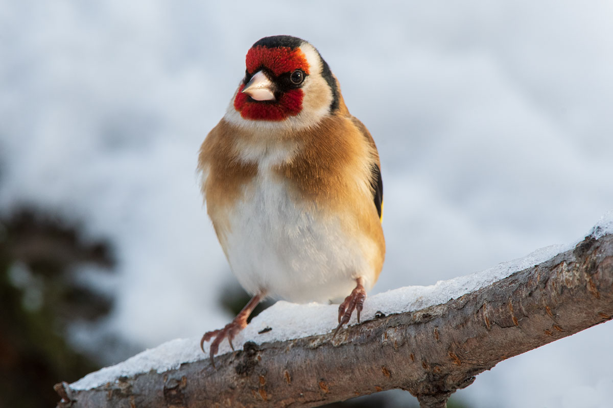 Stieglitz (Carduelis carduelis), Männchen