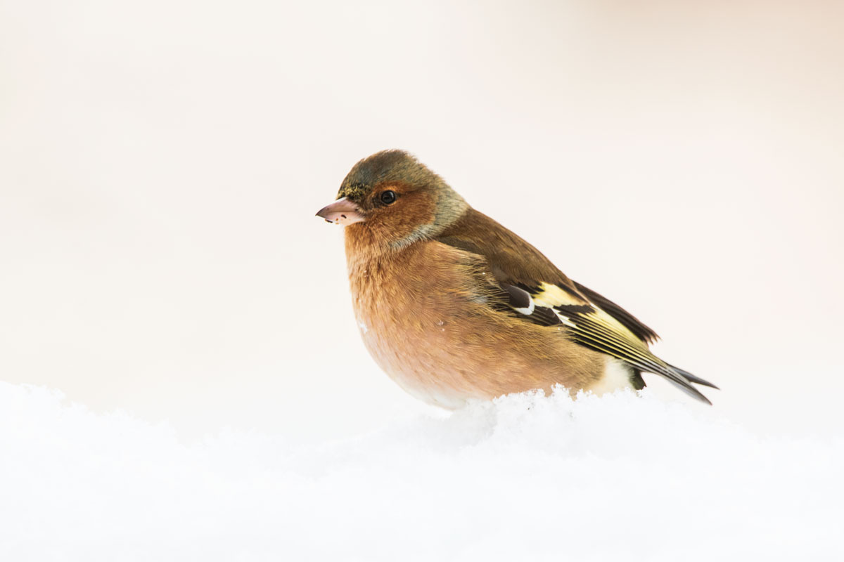 Buchfink (Fringilla coelebs)