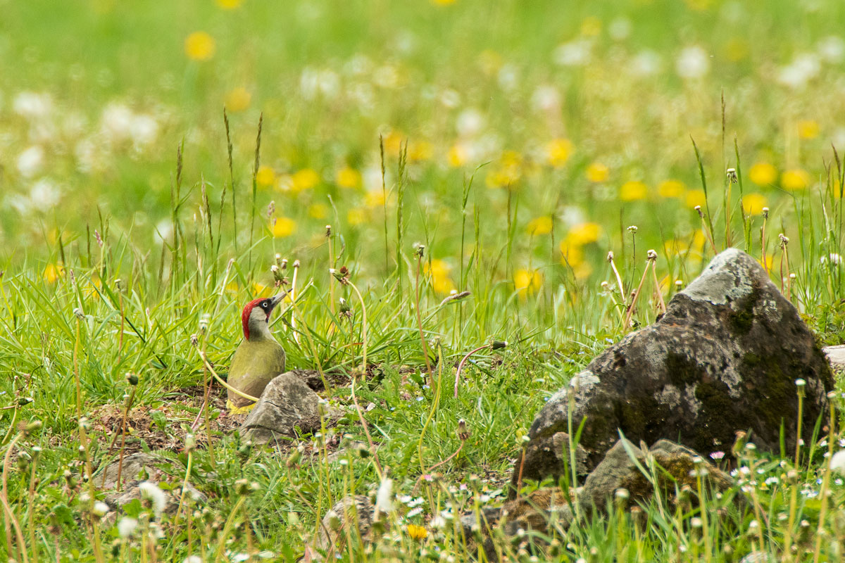 Grünspecht (Picus viridis) M.