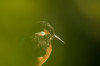 Eisvogel (Alcedo atthis)