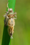 Vierfleck (Libellula quadrimaculata) Frisch grschlüpft