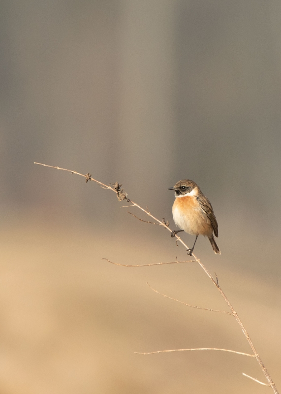 Schwarzkehlchen (Saxicola rubicola)