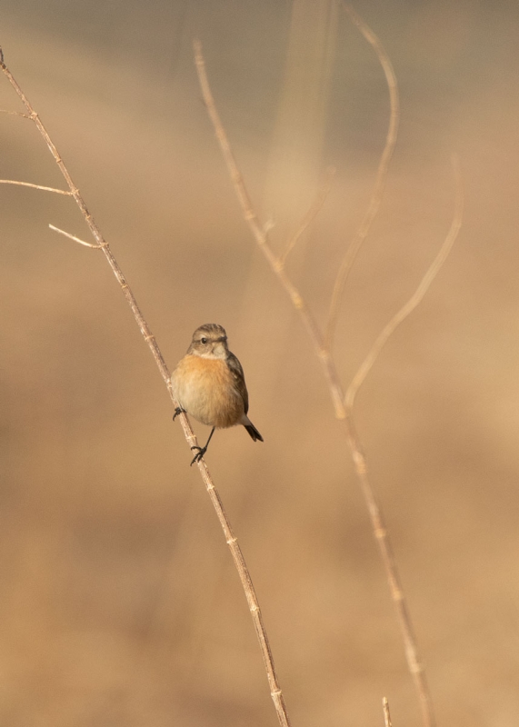 Schwarzkehlchen (Saxicola rubicola) W.