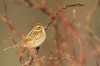 Rohrammer (Emberiza schoeniclus)