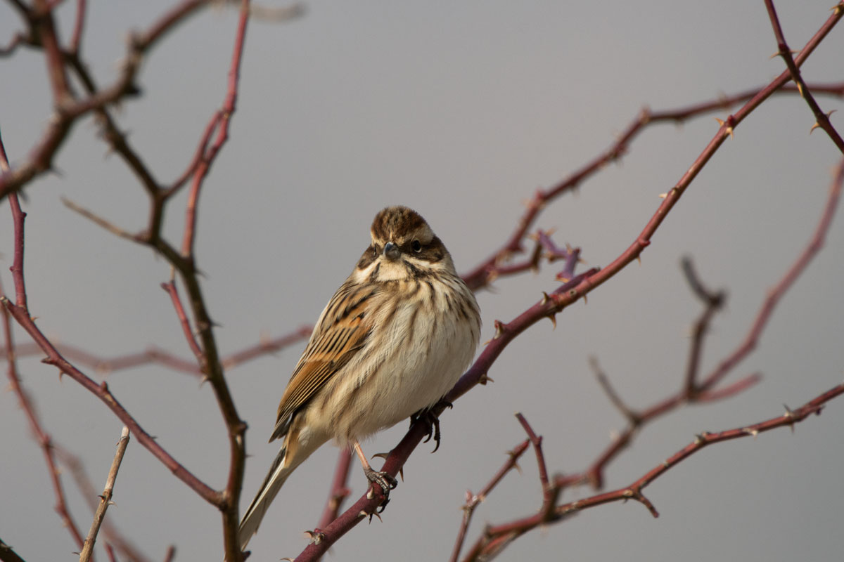 Rohrammer (Emberiza schoeniclus)