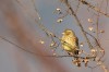 Goldammer (Emberiza citrinella)