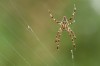 Gartenkreuzspinne (Araneus diadematus)M.
