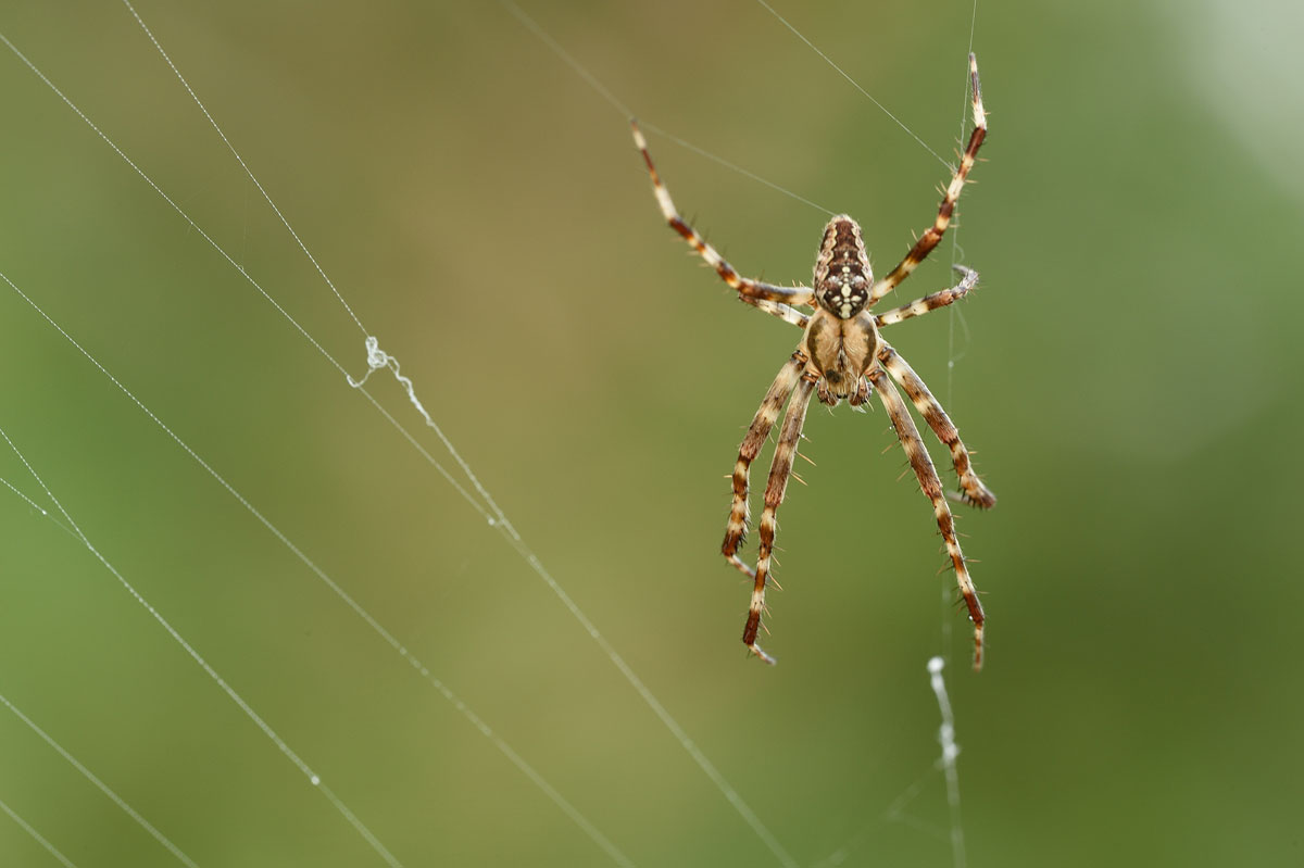 Gartenkreuzspinne (Araneus diadematus)M.