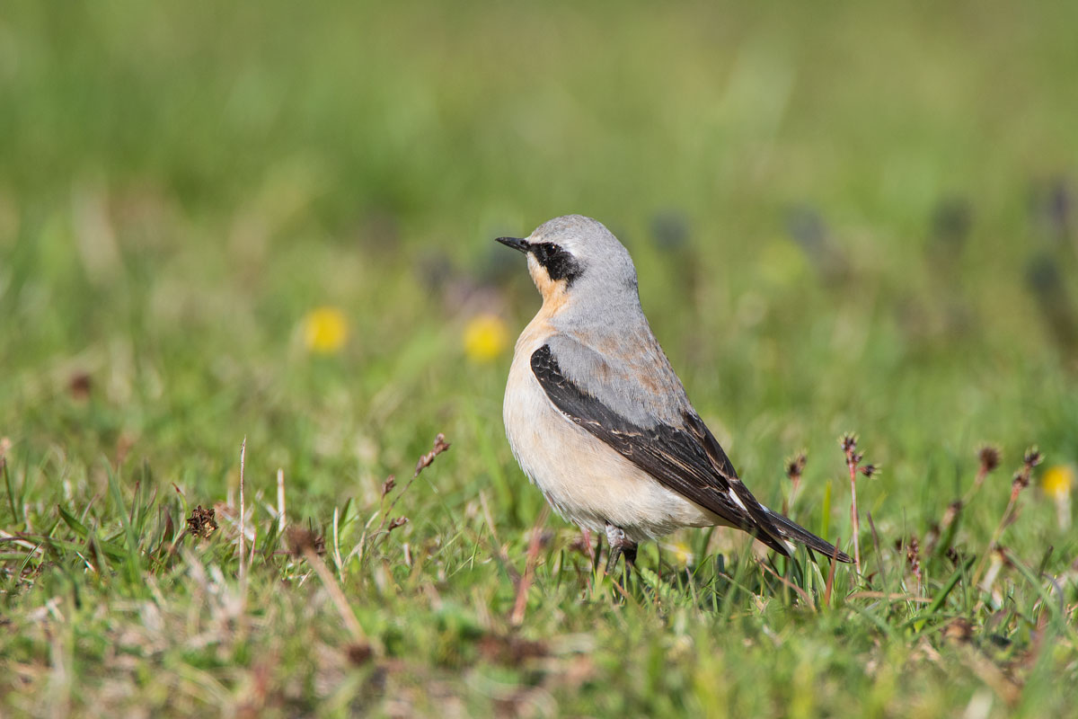 Steinschmätzer (Oenanthe oenanthe)