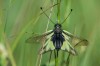 Libellen-Schmetterlingshaft (Libelloides coccajus)