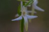 Waldhyazinthe (Platanthera bifolia)