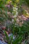Waldhyazinthe (Platanthera bifolia)