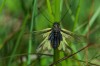 Schmetterlingshaft (Libelloides coccajus)