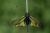Schmetterlingshaft (Libelloides coccajus)