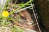 Feldhase (Lepus europaeus) Juv.
