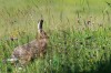 Feldhase (Lepus europaeus)
