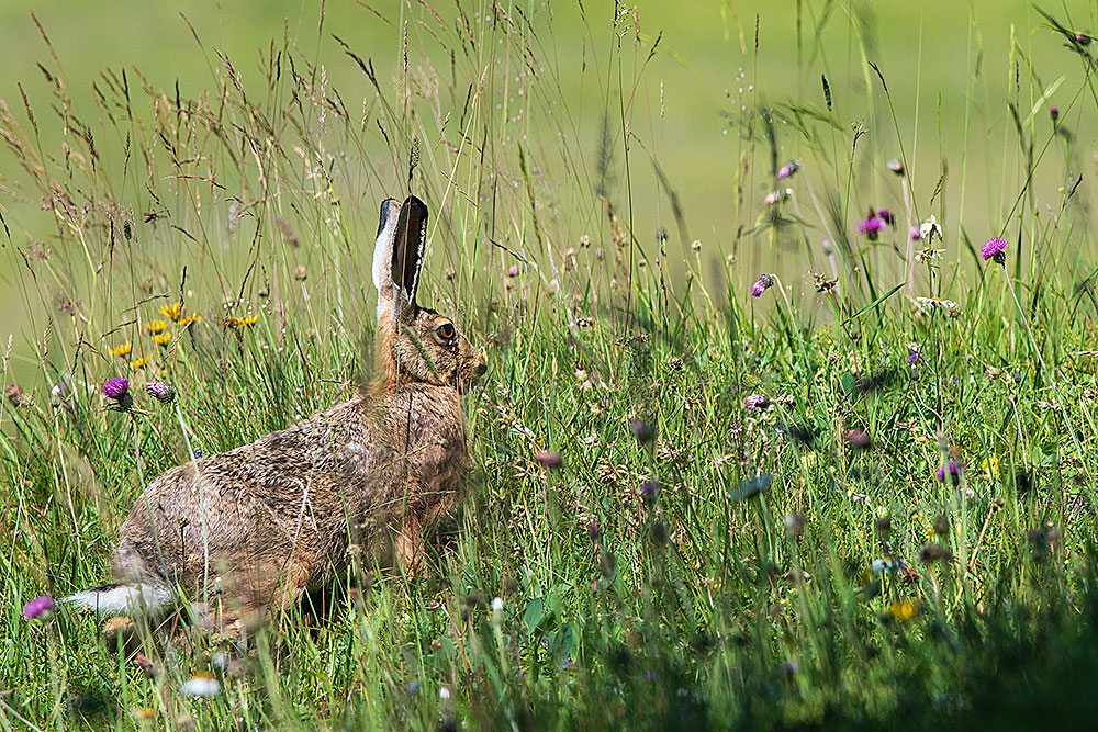 Feldhase (Lepus europaeus)