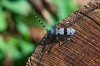 Alpenbock (Rosalia alpina)