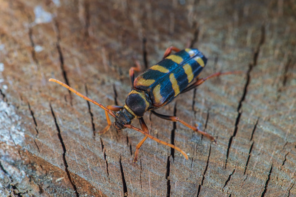 Eichenwidderbock (Plagionotus arcuatus)