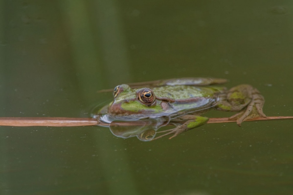 Amphibien und Reptilien
