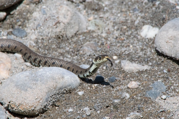 Amphibien und Reptilien