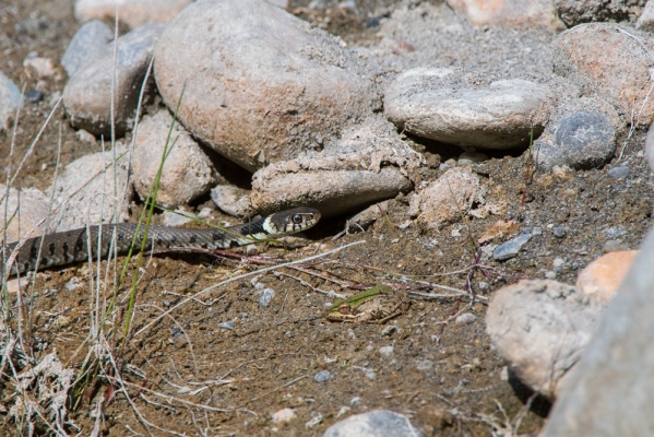 Amphibien und Reptilien