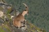Alpensteinbock (Capra ibex)