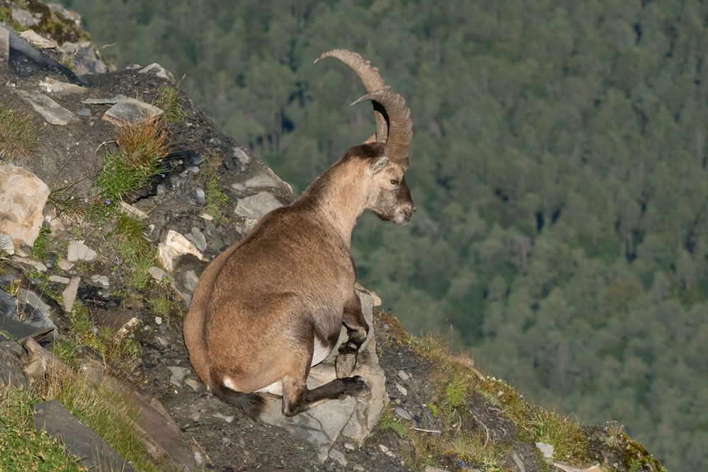 Alpensteinbock (Capra ibex)