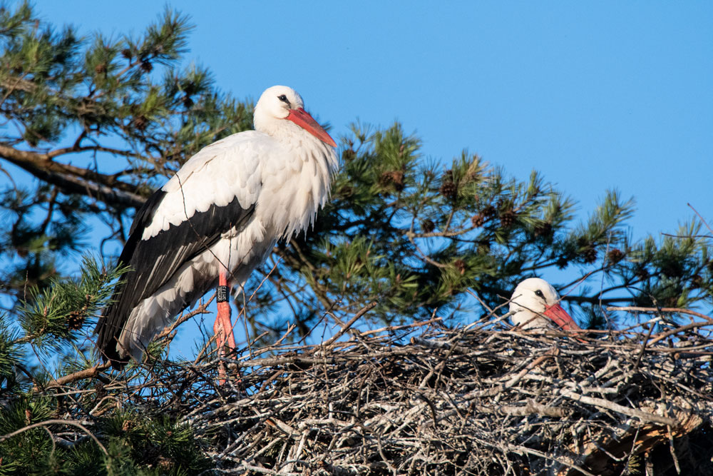 Weißstorch (Ciconia ciconia)