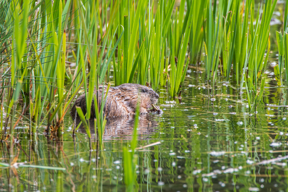 Bisamratte (Ondatra zibethicus)