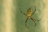 Wespenspinne (Argiope bruennichi)