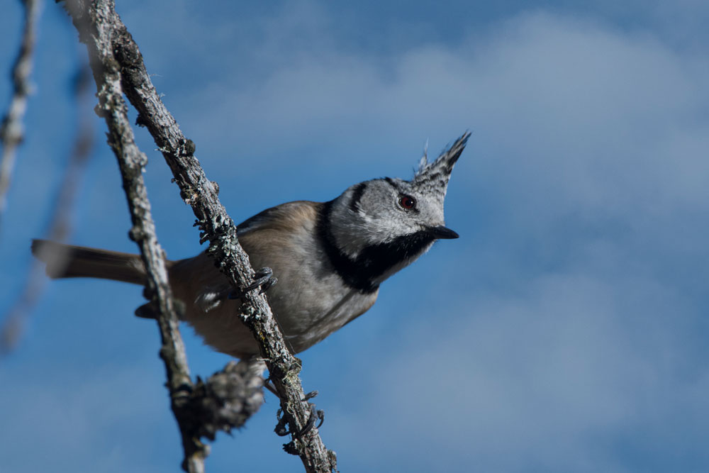 Haubenmeise (Lophophanes cristatus)
