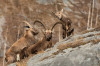 Alpensteinböcke (Capra ibex)