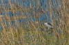 Nachtreiher (Nycticorax nycticorax)