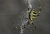 Wespenspinne (Argiope bruennichi)