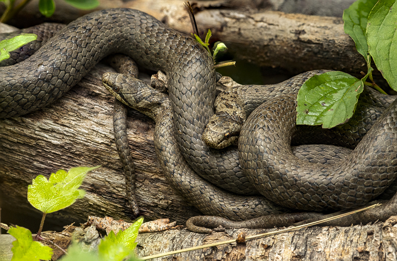 Glattnattern Schlingnattern (Coronella austriaca)