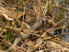 Ringelnatter (Natrix natrix)